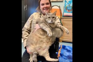 シェルターに保護されたおデブな猫、お腹が可愛いと話題になり、里親が決まる