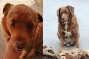 世界最高齢の犬に年齢詐称疑惑、ギネス記録のオフィシャルが捜査開始