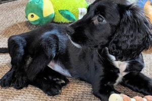 保護された6本足の野良犬、寄付金が集まり手術成功