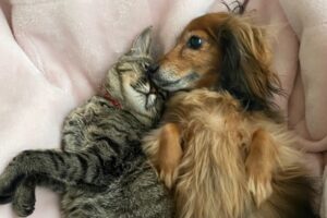 4億円の財産を犬と猫に相続させると遺言した、中国人女性が話題に