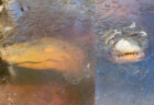 アメリカのワニが冬の川で、カチコチに凍り付く【動画】