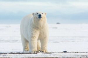 鳥インフルでホッキョクグマが死亡、世界で最初のケースを確認