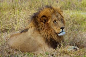 小さなアリが原因で、ライオンによるシマウマの捕食数が減少