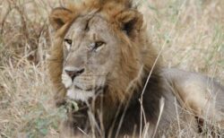 ケニアでバイクに乗っていた男性が死亡、ライオンに襲われたか？