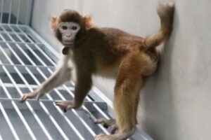中国の科学者が、アカゲザルのクローンを誕生させたと発表
