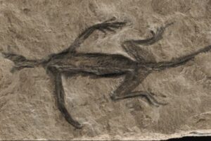 2憶8000万年前の恐竜と思われた化石、実は偽物だったと判明