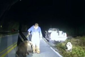 アラスカに住んでいるはずのクマの子供、なぜかフロリダ州で発見