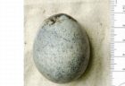 1700年前のニワトリの卵、内部に卵黄や卵白が含まれていた！【イギリス】