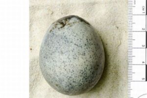 1700年前のニワトリの卵、内部に卵黄や卵白が含まれていた！【イギリス】