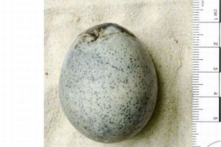 1700年前のニワトリの卵、内部に卵黄や卵白が含まれていた！【イギリス】