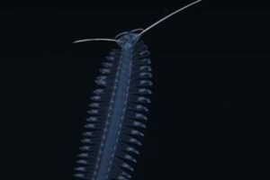チリ沖で深海ワームを発見、ダンスする様子を撮影【動画】