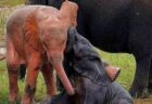 全身がピンク色をした子供のゾウ、南アフリカで目撃