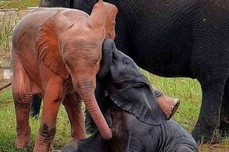 全身がピンク色をした子供のゾウ、南アフリカで目撃
