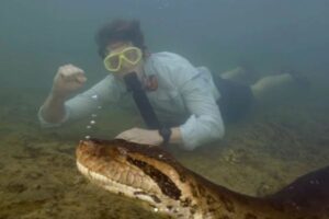 アマゾンの奥地で、研究者らが未知の巨大なアナコンダを発見