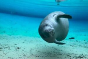 マナティーが水の中で回転、フレンドリーな姿が可愛い【動画】