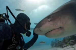 タイガー・シャークと優しく触れ合うダイバー、驚愕の映像