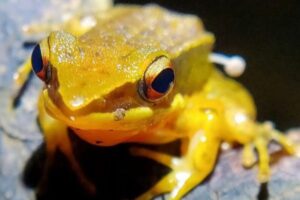 足からキノコが生えたカエルを発見、動物の体で成長する初めての例【インド】