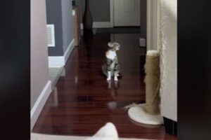 歌うように鳴くニャンコ、可愛いとして動画が拡散