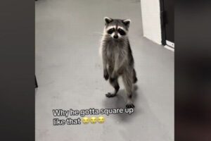 置き配された「タコス」を取りにいったら、アライグマに食べられていた！