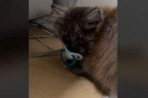 消えた赤ちゃんのおしゃぶり、子猫がくわえていた！【動画】