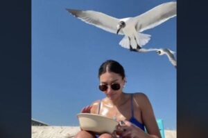 カモメに驚きランチが台無し、女性に起きたハプニング【動画】