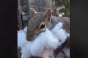 コットンが大好きなリス、頬張りすぎて運べなくなってしまう【動画】