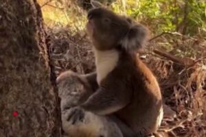 恋人の死を悲しむコアラ、体を抱きしめる姿が切なすぎる【動画】
