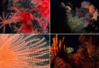 チリ沖の海洋調査で、100種類以上の珍しい生物を発見【動画】