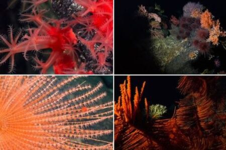 チリ沖の海洋調査で、100種類以上の珍しい生物を発見【動画】