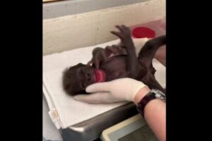 米動物園で、妊娠したゴリラが病気となり、帝王切開で出産