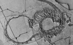 中国で発見された「ドラゴン」のような化石、研究結果を発表