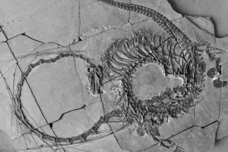 中国で発見された「ドラゴン」のような化石、研究結果を発表