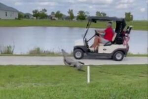 ゴルフカートにワニが突進、口を開けて噛みつこうとする【アメリカ】