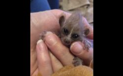 毒を持つ可愛いミニザル、ピグミースローロリスの赤ちゃんがアメリカの動物園で誕生