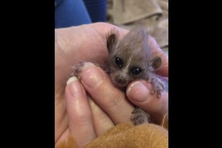 毒を持つ可愛いミニザル、ピグミースローロリスの赤ちゃんがアメリカの動物園で誕生