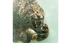 ジャガーが水に潜って魚を獲る様子、その写真が大迫力