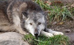 チェルノブイリの放射能区域に住む狼が特殊能力を獲得しつつある：米動物学会報告