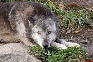 チェルノブイリの放射能区域に住む狼が特殊能力を獲得しつつある：米動物学会報告