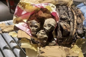 空港の手荷物から、ミイラ化したサルが見つかる