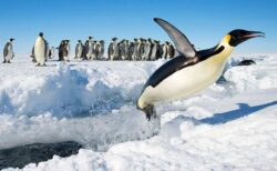 鳥インフルのウイルスが初めて南極大陸に到達、ペンギンへの感染を懸念