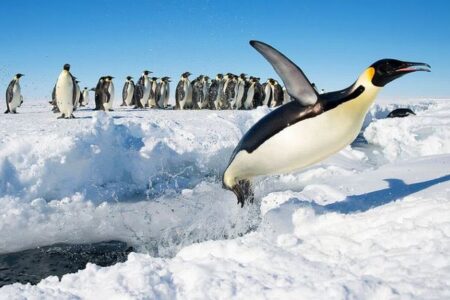 鳥インフルのウイルスが初めて南極大陸に到達、ペンギンへの感染を懸念