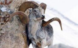 巨大なハイブリッド羊を作った男、絶滅危惧種を国内に持ち込み起訴【アメリカ】