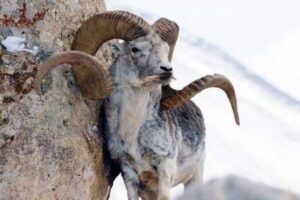 巨大なハイブリッド羊を作った男、絶滅危惧種を国内に持ち込み起訴【アメリカ】