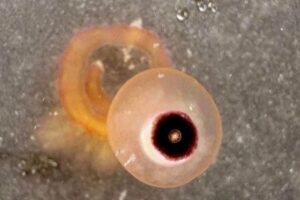 鬼太郎の父親みたいな海の生物、テキサス州の海岸に出現