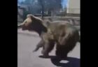 スロバキアで大型のクマが人間を襲い、2人が負傷【動画】