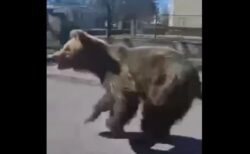 スロバキアで大型のクマが人間を襲い、2人が負傷【動画】