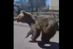 スロバキアで大型のクマが人間を襲い、2人が負傷【動画】