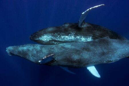 ザトウクジラの性行為の瞬間を初めて撮影、しかも2頭はオスだった！