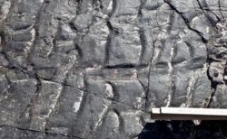 科学者が、世界最古の化石となった森林を発見【イギリス】