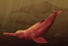 ペルーの遺跡から、最大級のカワイルカの化石を発見